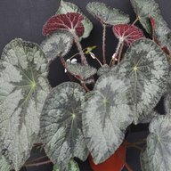 begonia for sale