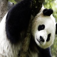 panda animal for sale