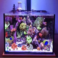 nano reef tank for sale