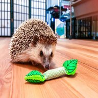 hedgehog toys for sale