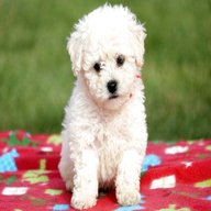 bichon puppies for sale