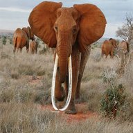 tuskers large for sale