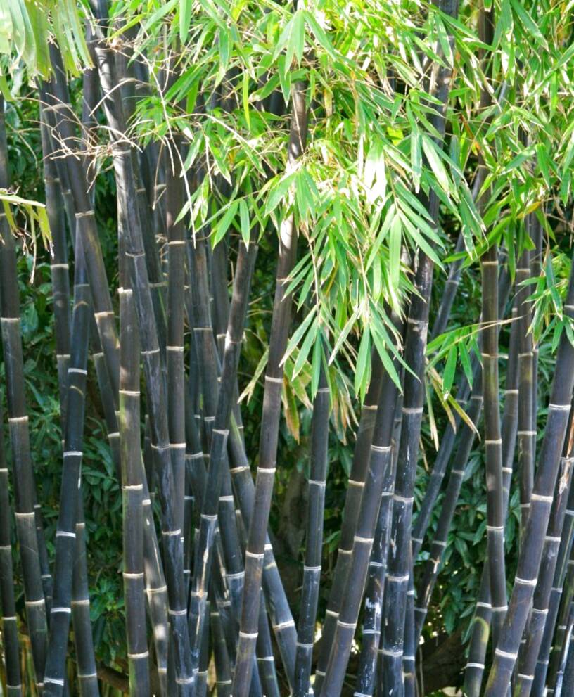 Bamboo Nigra for sale in UK 38 used Bamboo Nigras