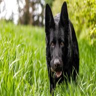 black german shepherd dogs for sale