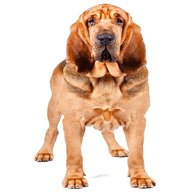 bloodhound for sale