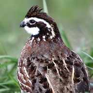 bobwhite quail for sale