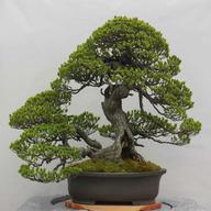 bonsai for sale