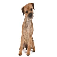 border terrier dog for sale