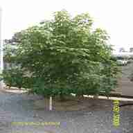large tree trunk for sale