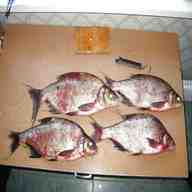 bream for sale for sale