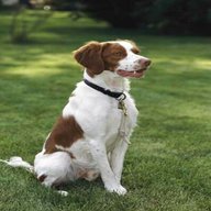 brittany spaniel for sale