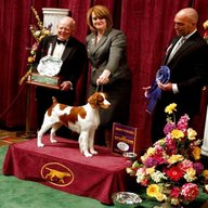 dog show trophy for sale