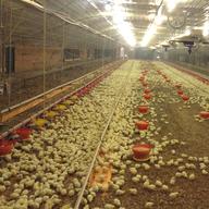poultry chicken house for sale
