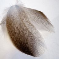 bronze mallard feathers for sale