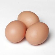orpington eggs for sale