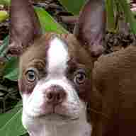 brown boston terrier for sale