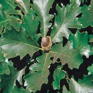 burr oak for sale