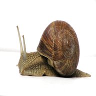 live snails for sale