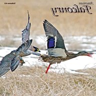 falconry magazines for sale