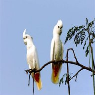 cockatoo birds for sale
