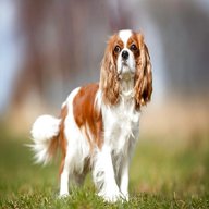 king charles spaniel dog for sale