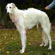 russian wolfhound for sale