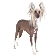 chinese crested for sale