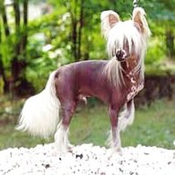 chinese crested dog for sale