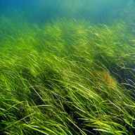 seagrass for sale