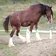 clydesdale horse for sale