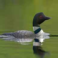 loon for sale