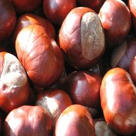 conkers for sale