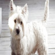 westie terrier for sale