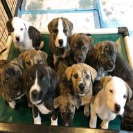 rescue puppies for sale