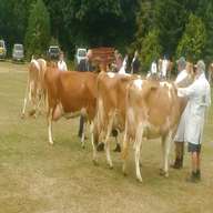 guernsey cow for sale