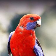 rosellas for sale