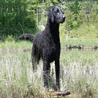 curly coated retriever for sale