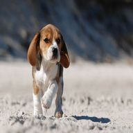 beagle puppy for sale