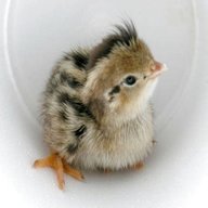 quail chicks for sale