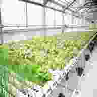 hydroponic greenhouse for sale