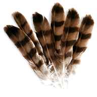 birds feather for sale