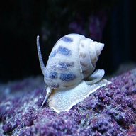 marine snails for sale