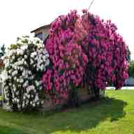 rhododendron tree for sale