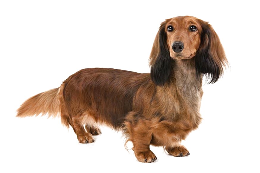preloved miniature dachshund