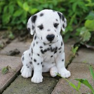 dalmatian dog for sale