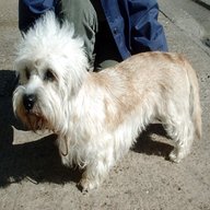 dandie dinmont terrier for sale