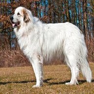 pyrenean mountain dog for sale