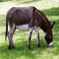 donkey for sale