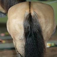 horse hair for sale