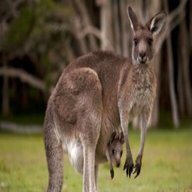 kangaroo animals for sale